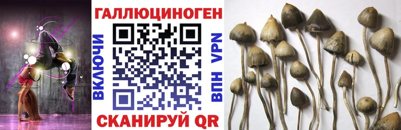 Псилоцибиновые грибы мицелий  Истра 